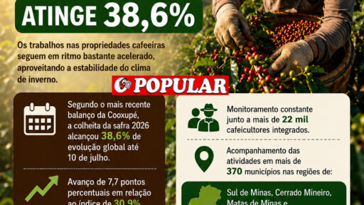 Colheita de café atinge 38,6% sob influência do clima favorável em Minas e São Paulo