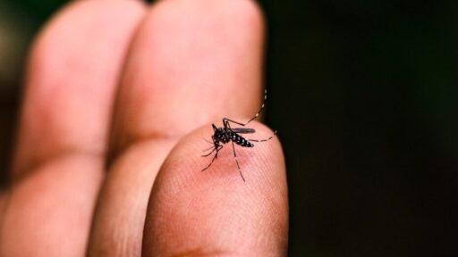 Divinópolis registra alta nos casos de dengue com foco em três bairros