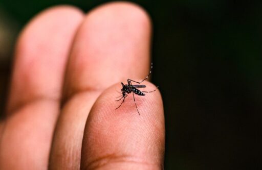 Divinópolis registra alta nos casos de dengue com foco em três bairros