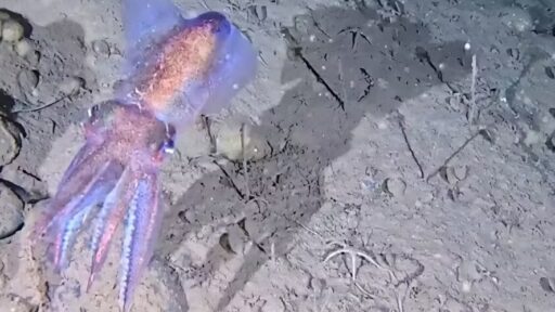 Cientistas registram comportamento reprodutivo inédito de lula ártica no fundo do mar
