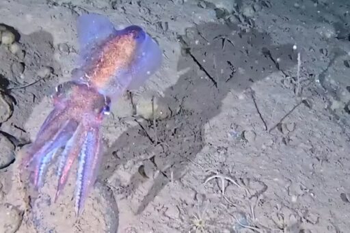 Cientistas registram comportamento reprodutivo inédito de lula ártica no fundo do mar