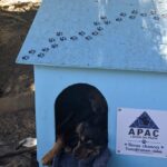detentos fabricam abrigos para animais de rua em projeto 1785684628542