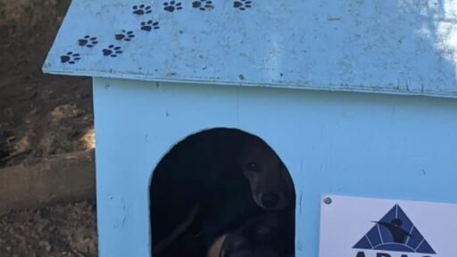 Detentos fabricam abrigos para animais de rua em projeto de ressocialização