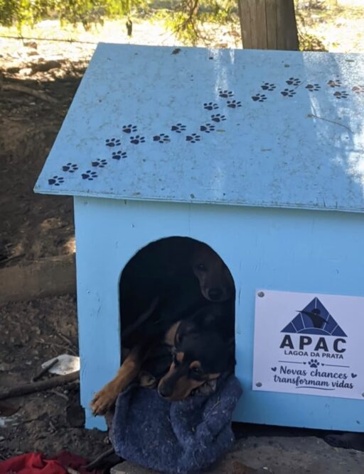 Detentos fabricam abrigos para animais de rua em projeto de ressocialização