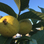 exportacao de frutas brasileiras para a china ganha novo 1786273515549