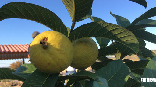 Exportação de frutas brasileiras para a China ganha novos trâmites operacionais