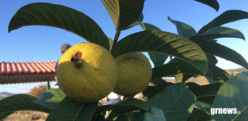 Exportação de frutas brasileiras para a China ganha novos trâmites operacionais