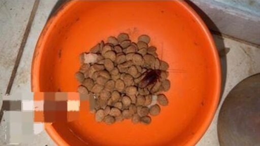 Onze cães são resgatados de condições precárias em Piumhi após denúncia