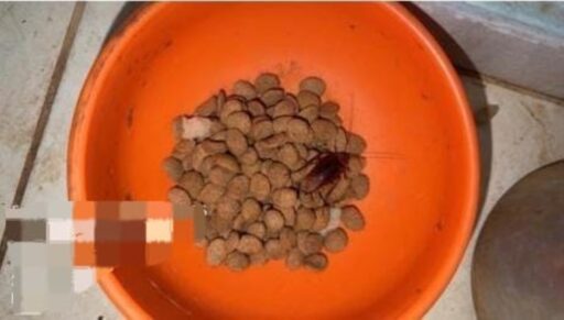 Onze cães são resgatados de condições precárias em Piumhi após denúncia