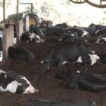 sistema de confinamento compost barn eleva produtividade 1786279225560