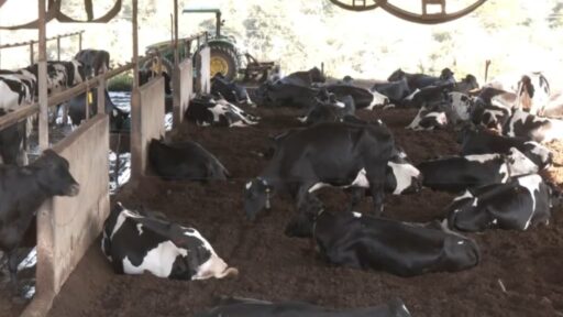 Sistema de confinamento Compost Barn eleva produtividade leiteira em Minas Gerais